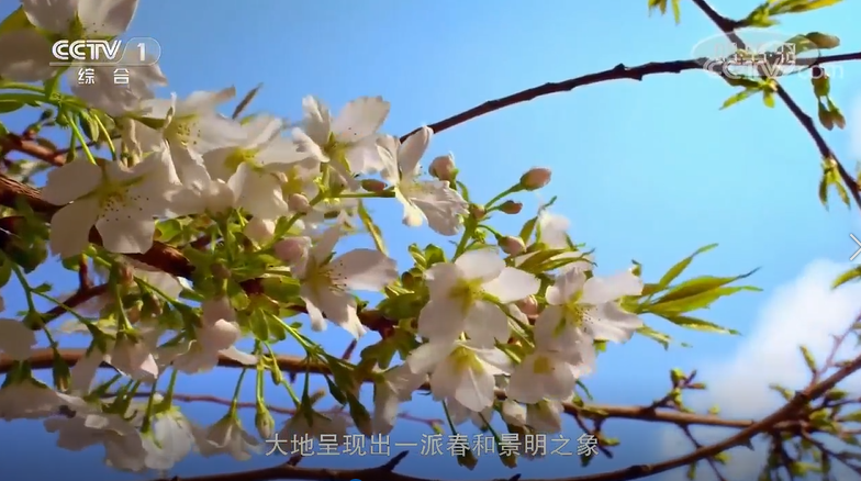 倡導(dǎo)文明祭祖弘揚(yáng)緬懷新風(fēng).png
